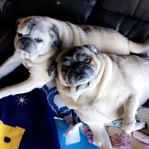 Meet your Posher, Jolene